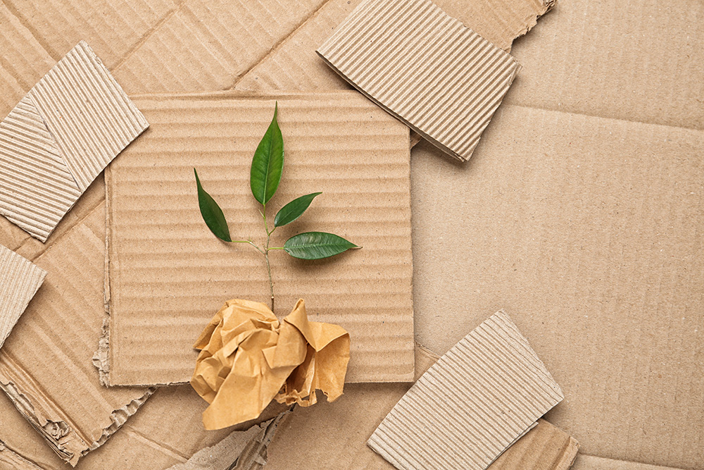 Green plant and crumpled paper on cardboard